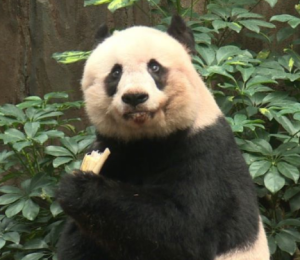 Старейшая в мире панда отпраздновала день рождения
