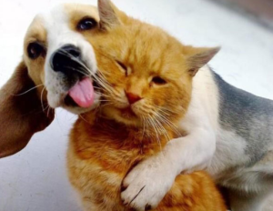 Учёные: собаки в 5 раз больше любят хозяев, чем кошки