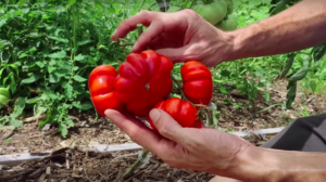 Как заказать семена томатов почтой в интернет-магазине?