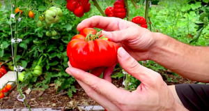 Лучшие сорта томатов: секретный список. Какие семена выбрать в 2022 году?